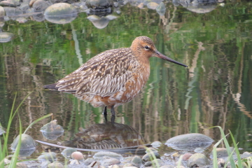 Wildlife Sightings for 30th July 2023